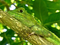 キノボリトカゲ 2011/11/23 16:59:13