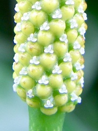 ヒハツモドキの花