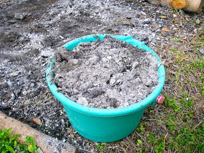 やんばる暮らし 熱帯果樹の記録:島バナナ（メリクロン苗） 定植