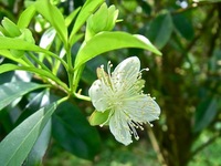 グルミチャマ　開花