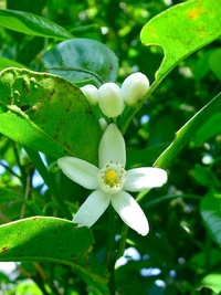 シークヮーサー　開花