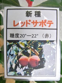 レッドサポテ　定植