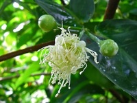 レンブ（黒真珠）　初開花 2012/04/29 17:29:04