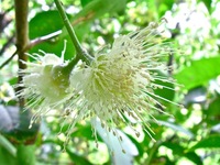 レンブ（黒真珠）の花 2012/05/09 11:32:04