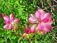 紫ウコンの花 2012/05/11 09:45:44
