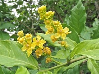 アメイシャ　開花