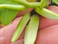 アテモヤの訪花昆虫 2012/06/20 15:38:38