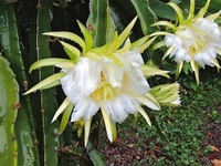 ドラゴンフルーツ　開花結実 2012/07/09 10:13:04
