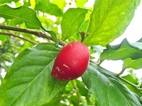 アメイシャ　収穫 2012/07/20 11:35:17