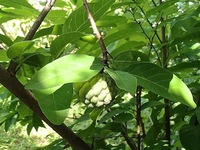 シャカトウ　結実 2012/08/11 16:46:37