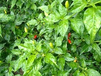 コーレーグースー 2012/08/14 17:00:23