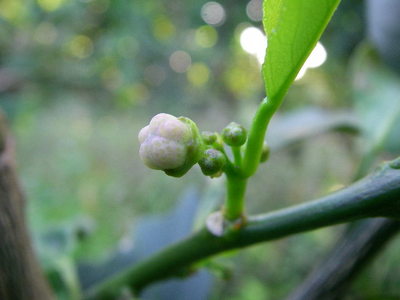 タヒチライム やんばる暮らし 熱帯果樹の記録