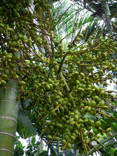 アレカヤシの実 やんばる暮らし 熱帯果樹の記録