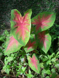 観葉植物 2009/11/26 10:56:00