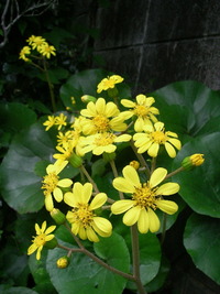 ツワブキ 2009/12/03 16:53:57