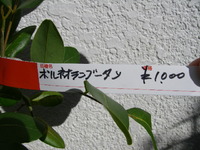 植木市で買った果樹１ 2009/12/07 12:03:29
