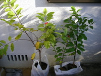 植木市で買った果樹２ 2009/12/08 09:36:25