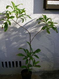 植木市で買った果樹３ 2009/12/09 09:28:05