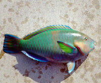 短時間釣行 2008/12/24 19:53:56