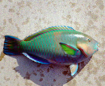 短時間釣行