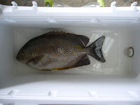バカーエー 2009/08/14 18:41:23