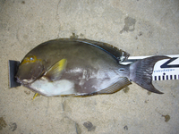 初釣行