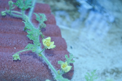 【7/20更新】沖福菜園