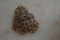 危険生物！！ 2020/03/04 16:40:02