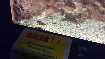 二見シーパラダイス♪4