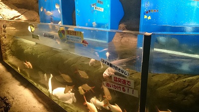 二見シーパラダイス♪3