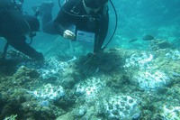 サンゴ植付け協力企業★平成27年度