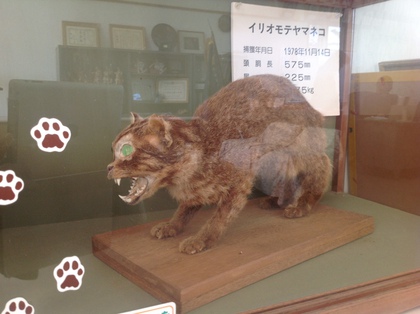 ヤマピカリャーの島で紙芝居！ その2【移動図書館：西表島西部】