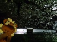 ☆お堀端☆ 2015/04/08 22:59:33