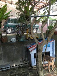 番犬ハナ＆ミニ 2017/01/08 07:13:53