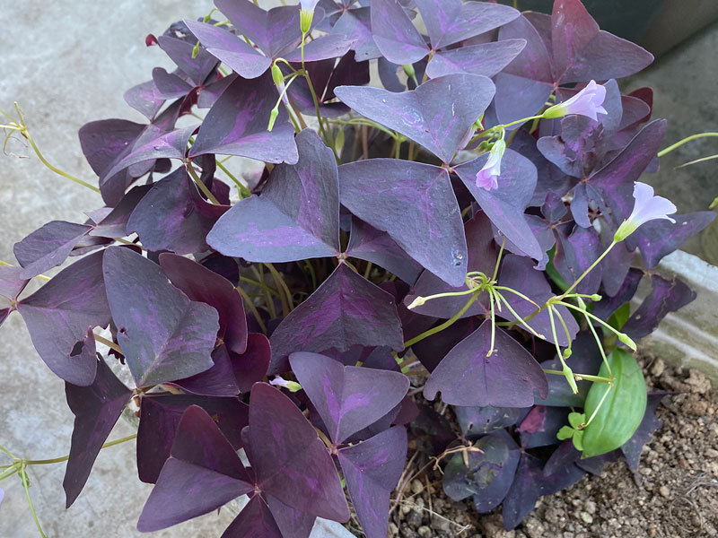 わさわさした紫葉が特徴のオキザリス｜花、木、草、植物って最高だZeeeee〜