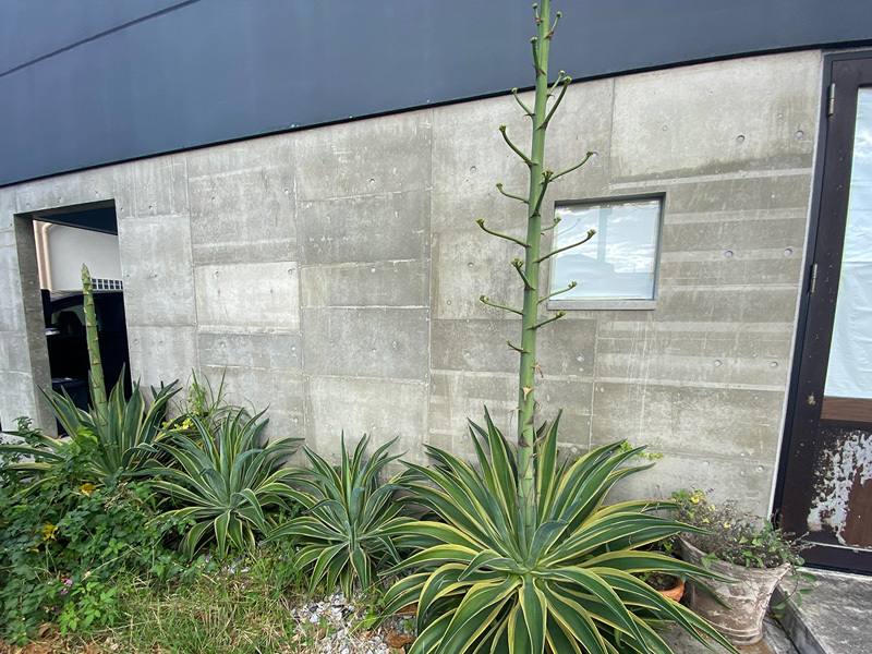 アガベの大きく天に向かって伸びる茎 花が咲くのか 花 木 草 植物って最高だゼ