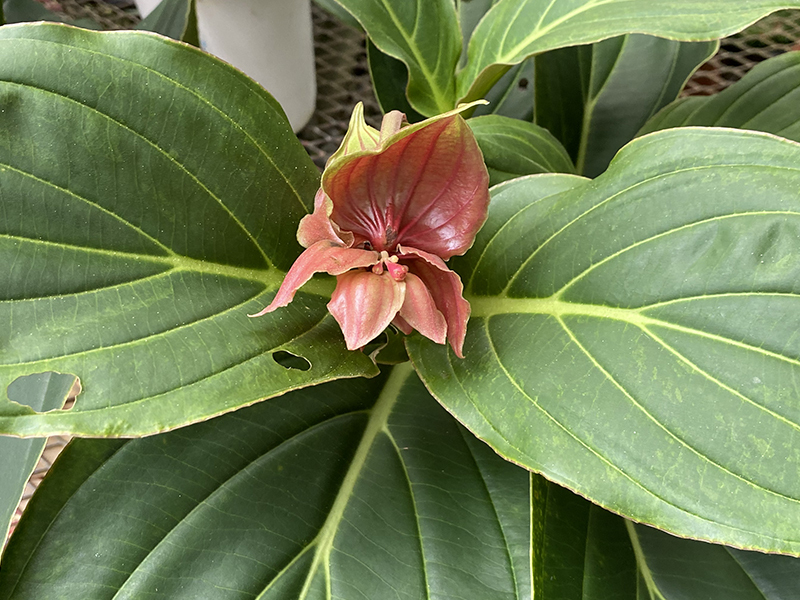 火の鳥とも呼ばれるメディニラマグニフィカ｜花、木、草、植物って最高だZeeeee〜