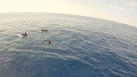 Dolphin Pod at Okinawa 2013/07/21 22:45:24