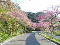 桜日和 2014/01/31 09:49:13