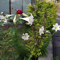 ゴ－ヤ－の日でした 2013/05/08 09:00:07