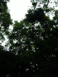 知花城址 2010/05/05 10:27:01