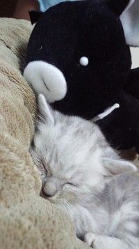 萌〜(*´д｀*) 2010/10/14 20:38:13