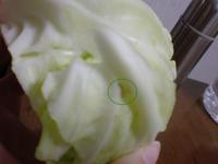 ぎゃーべつ 2009/04/22 23:16:09