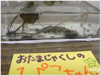 おたまじゃくしぃ？ 2009/07/05 22:31:42