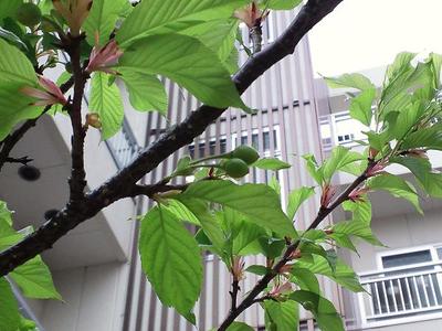 ～ ♪ オキフク・さくらんぼ ♪ ～