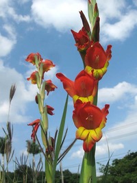 グラジオラス 2010/04/27 14:27:00