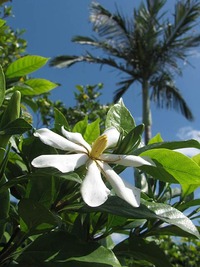 クチナシの花 2010/04/01 23:00:07