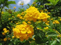 黄色のランタナ 2010/05/12 22:28:36
