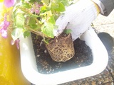 花植え