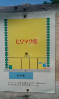 『北国のヒマワリ』